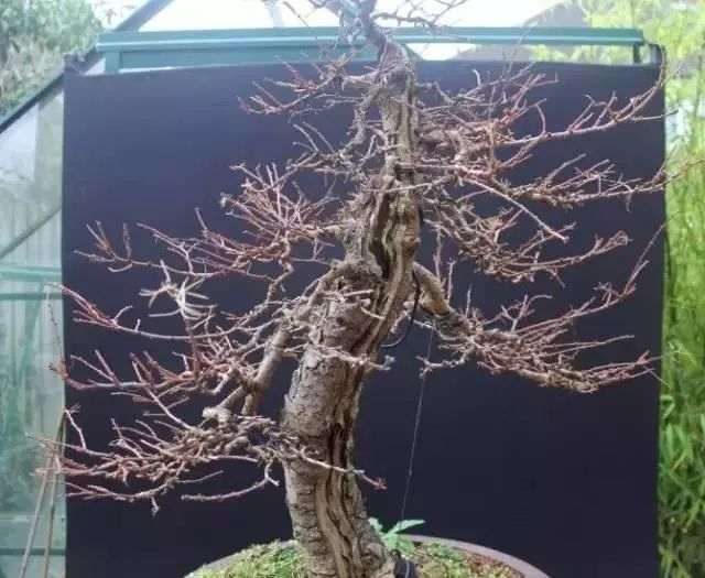 落叶松盆景怎么优化整型的方法