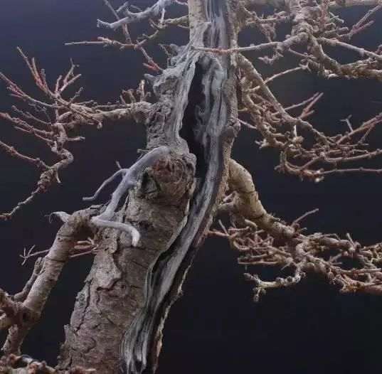 落叶松盆景怎么优化整型的方法