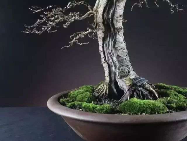 落叶松盆景怎么优化整型的方法