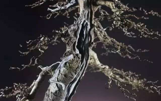 落叶松盆景怎么优化整型的方法