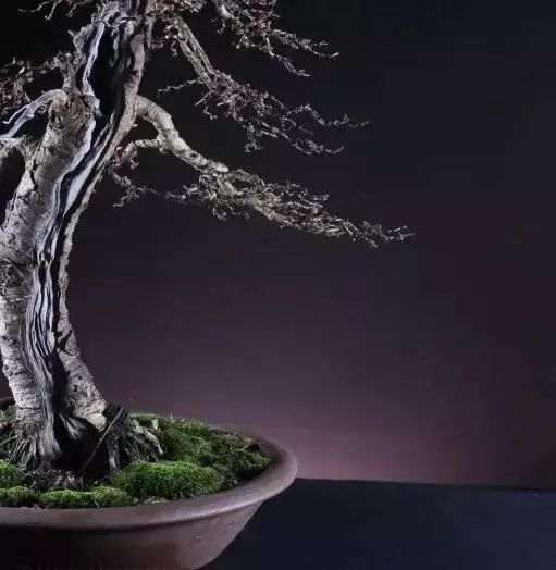 落叶松盆景怎么优化整型的方法