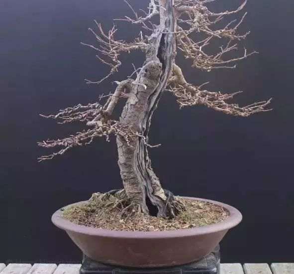 落叶松盆景怎么优化整型的方法