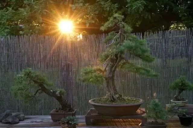 落叶松盆景怎么优化整型的方法