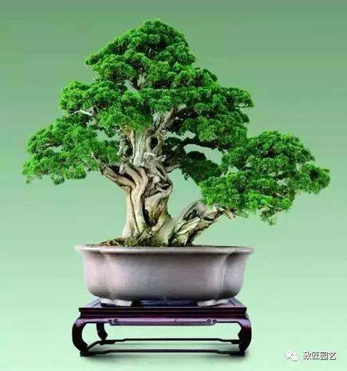 崖柏盆景养护必备的7个条件