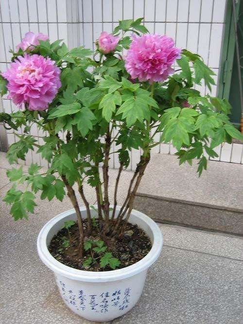 牡丹盆栽