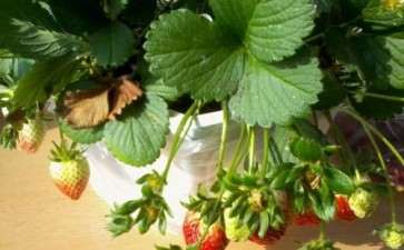 草莓盆栽怎么养护管理3个方法