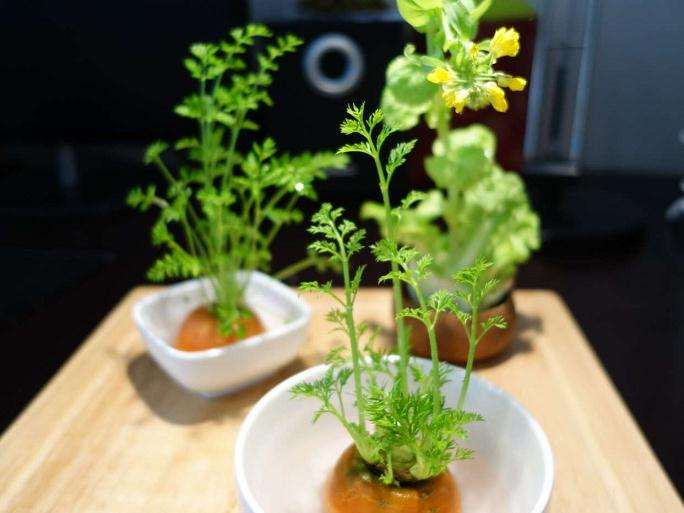 适合家里种植的盆栽蔬菜品种怎么选择