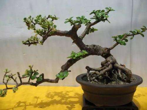 盆景神形的主从关系有哪些