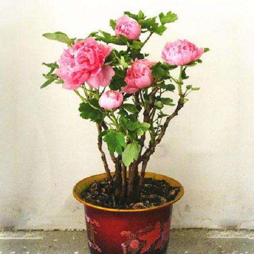 盆栽牡丹怎么修剪防寒的方法