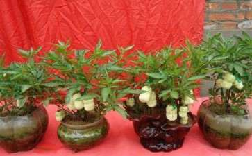 盆栽人参果怎么精管的6个技术