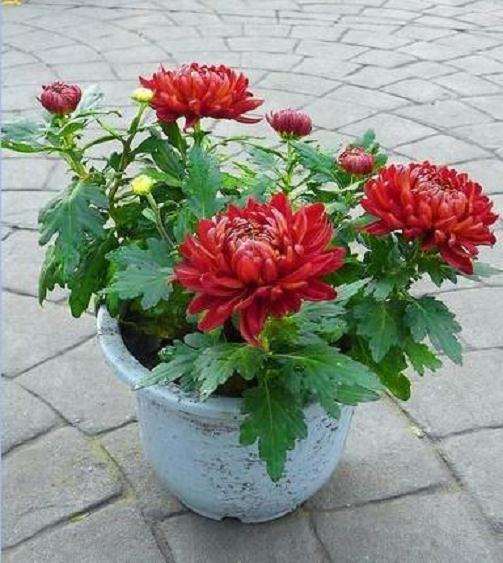 应节盆栽菊花怎么生产管理的方法