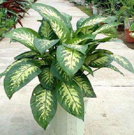 天南星科盆栽观叶植物栽培指导