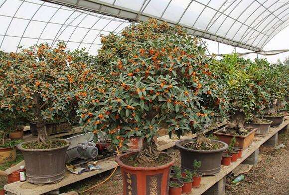 盆栽桂花为什么不开花