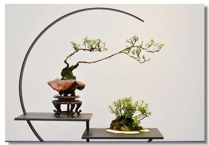 盆景怎么制作养护的6个方法