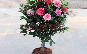 盆栽山茶花粗干怎么扦插繁殖的4个方法