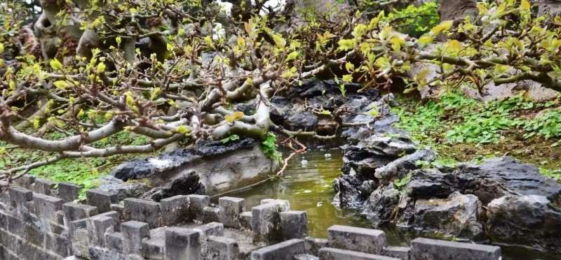 幻境长城 叹为观止的盆景自由拼接术