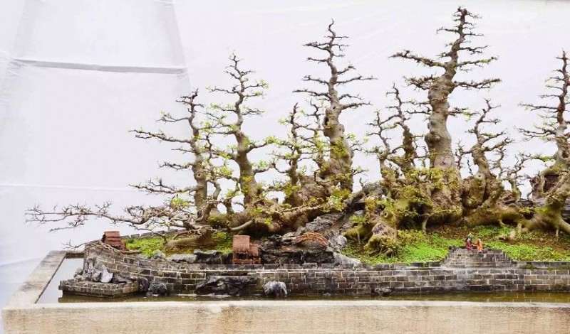 幻境长城 叹为观止的盆景自由拼接术