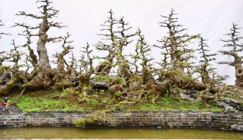 幻境长城 叹为观止的盆景自由拼接术