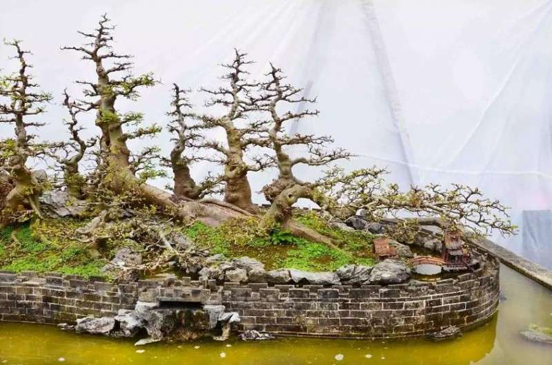 幻境长城 叹为观止的盆景自由拼接术