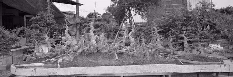 幻境长城 叹为观止的盆景自由拼接术