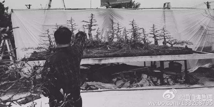 幻境长城 叹为观止的盆景自由拼接术