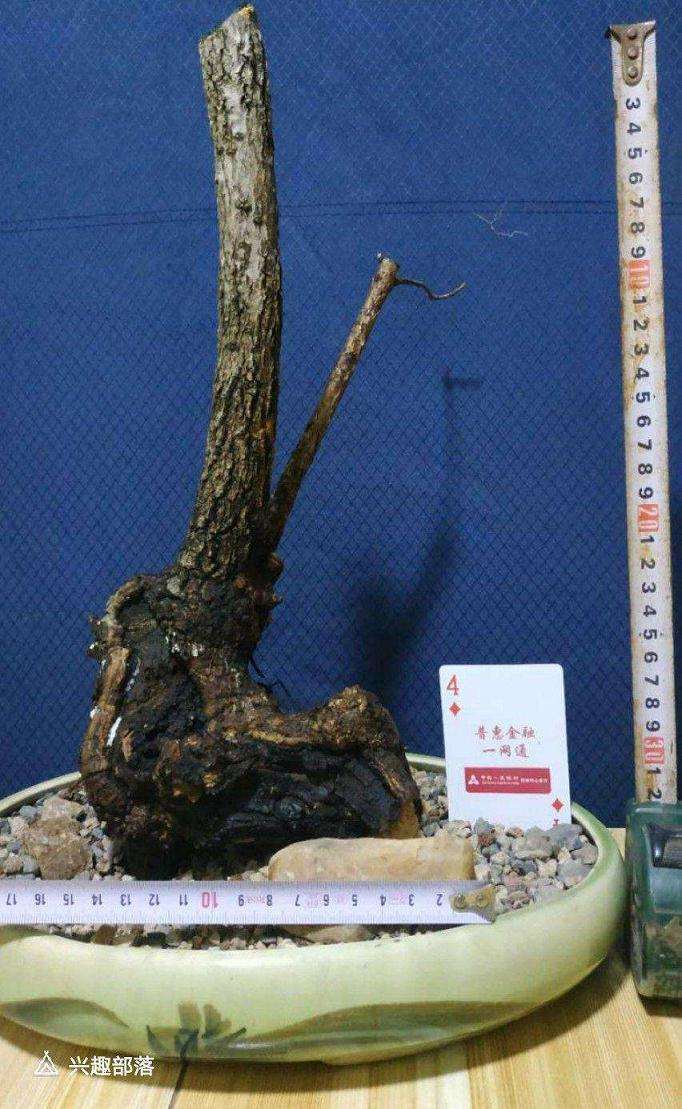 下山桩发芽如何养 新植的方法 图片