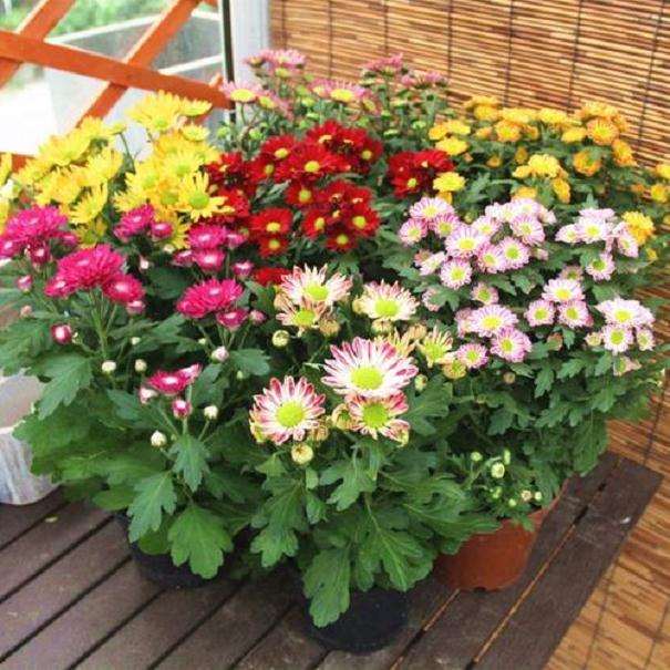 秋天盆栽怎么养护的6个饭