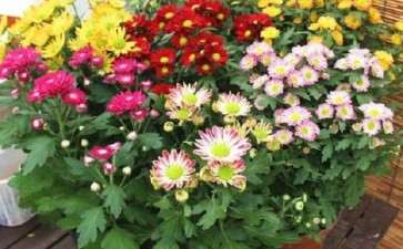 秋天盆栽怎么养护的6个饭