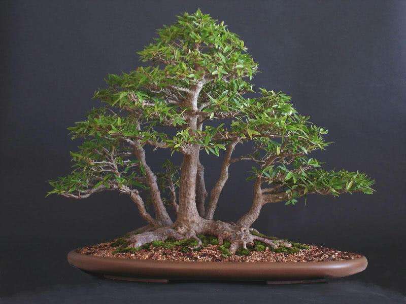 为什么盆景造型切忌仓促的2个原因