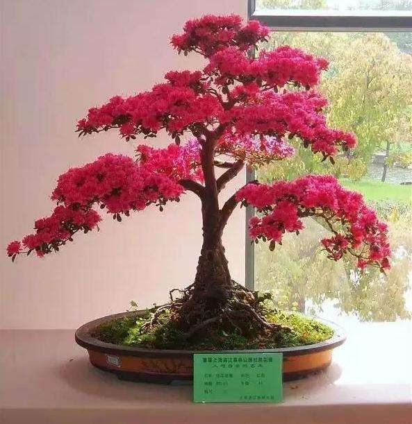 映山红盆景怎么浇水施肥的方法