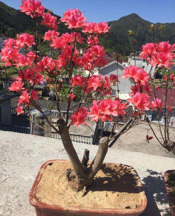 映山红盆景怎么防病除虫的方法