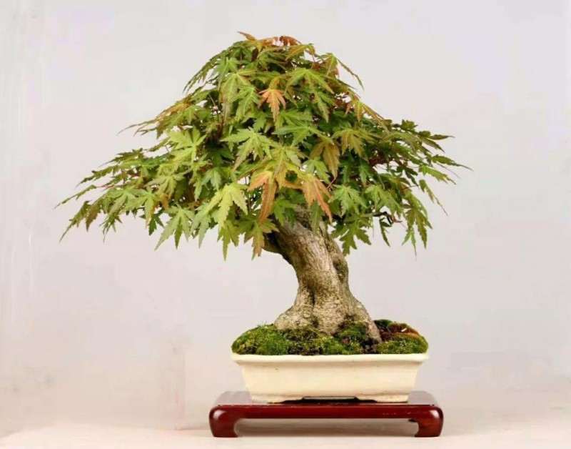 怎么养护杂木盆景的12个方法