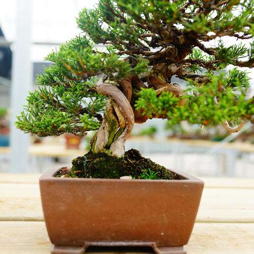 杂木盆景怎么防治病虫害的4个方法