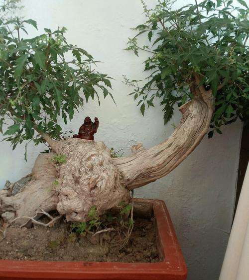 杂木类盆景有哪5大类