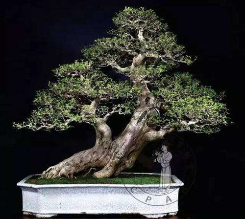 树木盆景怎么整形修剪的4个方法