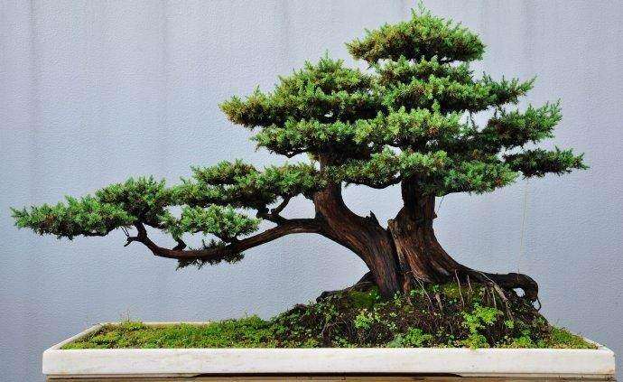 树木盆景怎么根部处理的方法