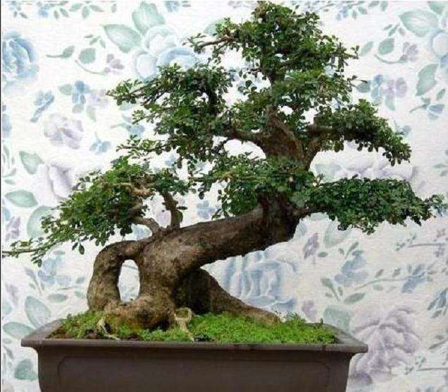 树木盆景的枝条怎么处理的方法