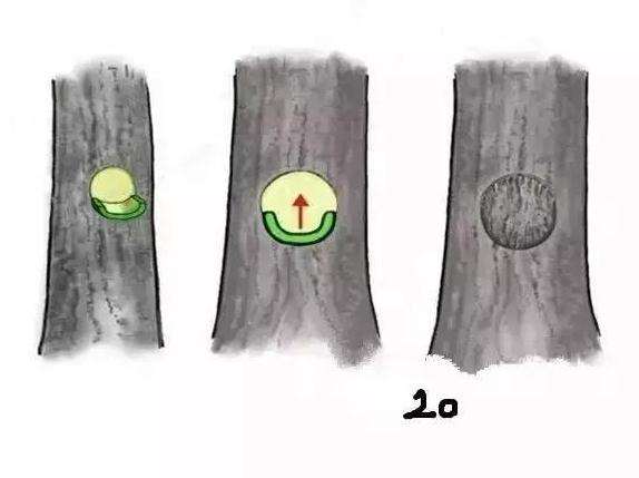 图解 盆景截口怎么处理的技术