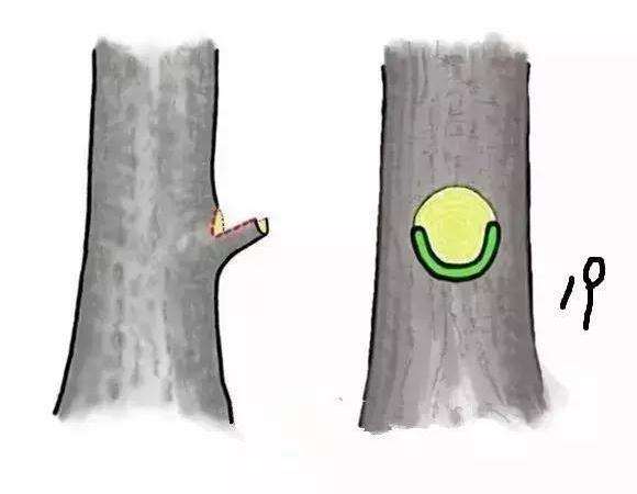 图解 盆景截口怎么处理的技术