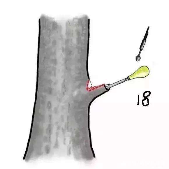 图解 盆景截口怎么处理的技术