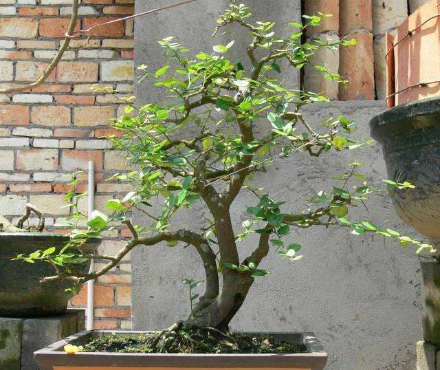 山桔盆景怎么选育桩阶段的管理方法