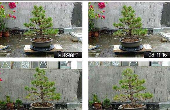 盆景怎么平衡树势的2个方法