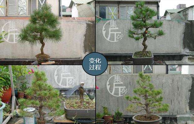 图解 黑松盆景怎么平衡树势的方法