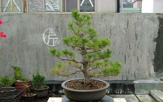 图解 黑松盆景怎么平衡树势的方法