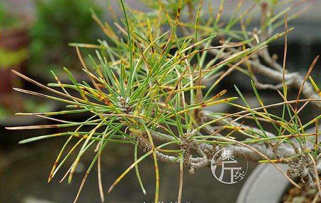 图解 黑松盆景怎么平衡树势的方法