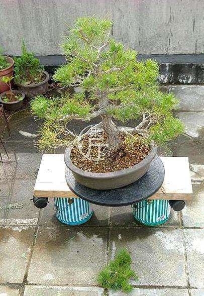 图解 黑松盆景怎么平衡树势的方法