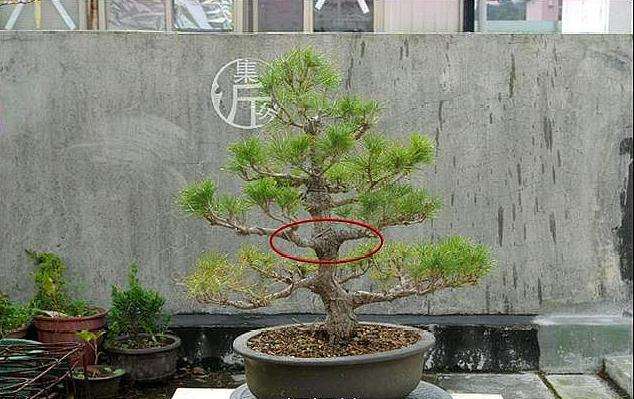图解 黑松盆景怎么平衡树势的方法