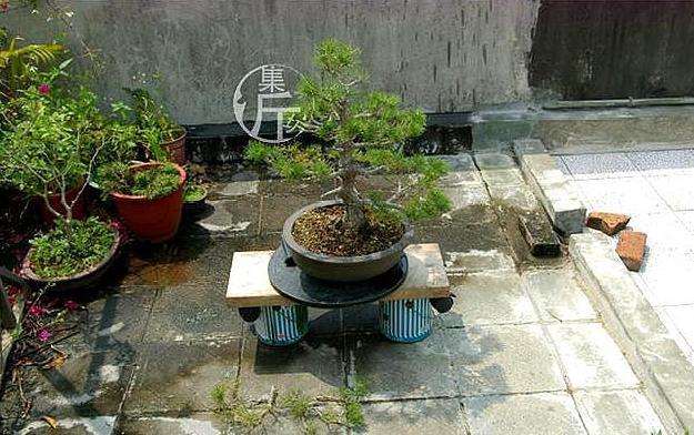 图解 黑松盆景怎么平衡树势的方法