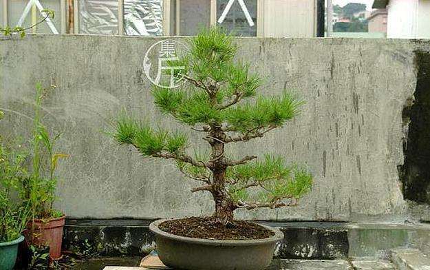 图解 黑松盆景怎么平衡树势的方法