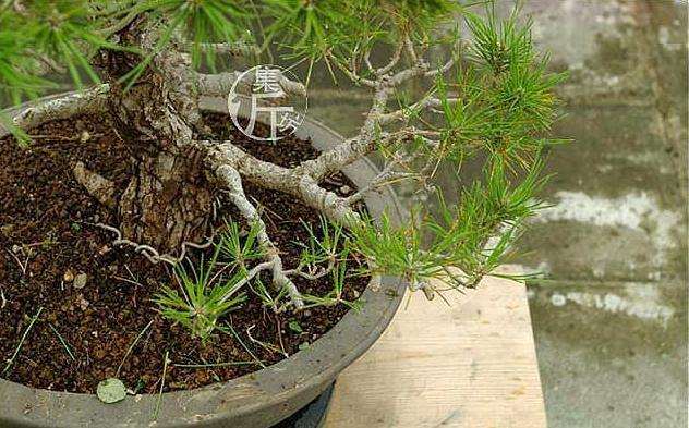 图解 黑松盆景怎么平衡树势的方法